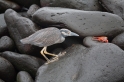 037 Yellow-crowned night heron 04